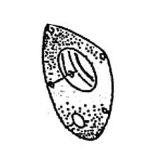Jet JT9-136104050 Housing Cvr Gasket J-2000P/PL